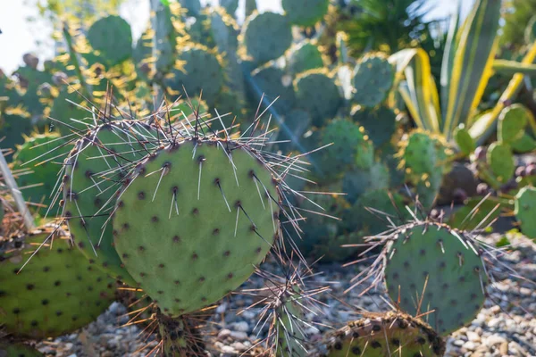 Opuntia Littoralis Species Prickly Pear Cactus Known Common Name Coastal — Stockfoto