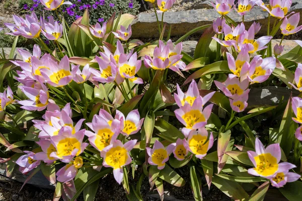 Kusursuz Tulipa Saxatilis uzun ömürlü bir bitkidir. Daha çok Güney Ege adaları ve Batı Türkiye 'deki Data yarımadasının bir bitkisidir. Seçici Odaklanma Mükemmel Çiçekler.