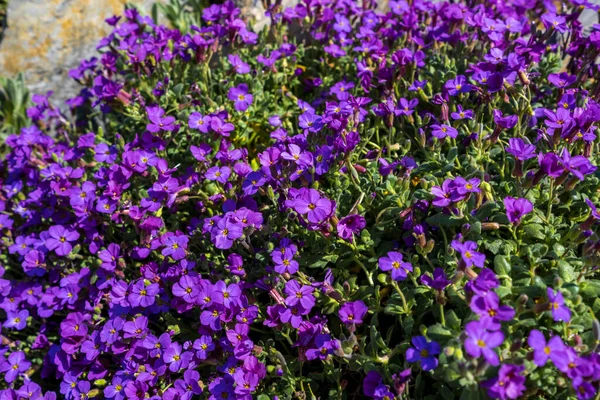 地元の庭に植えられた黄色の中心部を持つ複数の高密度の小さな紫色の花を持つ複数の高密度の常緑多年草の開花植物をテクスチャや壁紙として探しているAubertiaまたはAubrieta — ストック写真