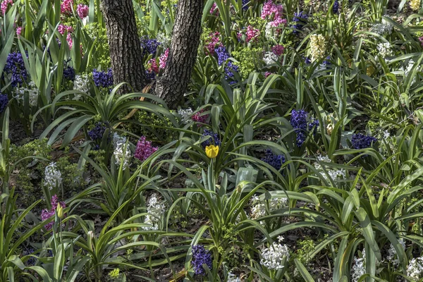 Colored Hyacinths Colorful Hyacinths One Yellow Tulip Green Grass Leaves — Stok Foto