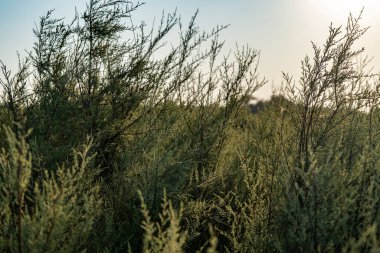Rüzgarlı bir günde selvi ağacı yaprakları