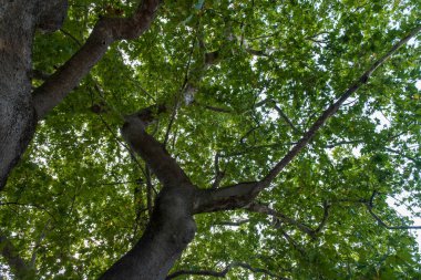 Yüzyıllık çınar ağacı. Dalların ve yaprakların alt görüntüsü. Seçili Odaklama tahtası.