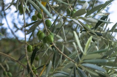 Ege 'de zeytin ağacı. Dal üzerinde olgunlaşmamış zeytin. 