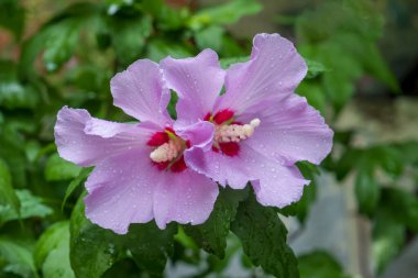 Hibiscus syriacus, Mallow familyasından bir bitki türü. Seçici odak Çiçeği