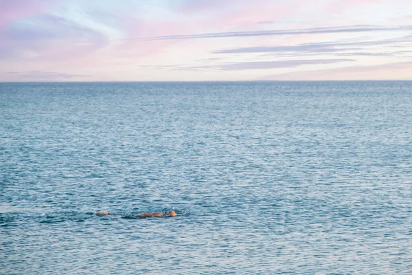 Единственный Человек Плавающий Спокойном Спокойном Море Селективный Пловец Фокуса — стоковое фото