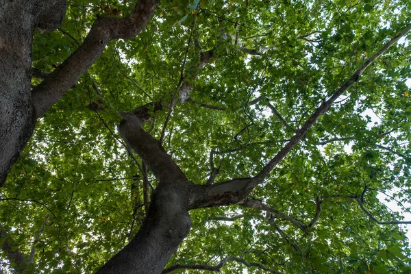 century old sycamore tree. bottom view of branches and leaves. Selectiv Focus wood.