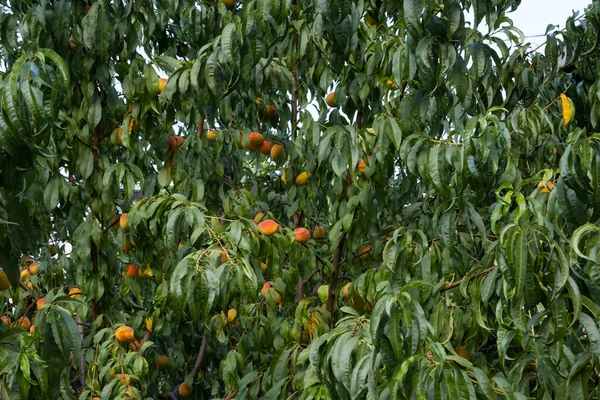 桃の木とその熟した果実 選択的焦点桃 — ストック写真