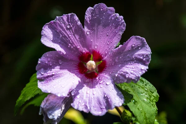 Hibiscus Syriacus Uma Espécie Angiospérmica Família Mallow Foco Seletivo Flor — Fotografia de Stock