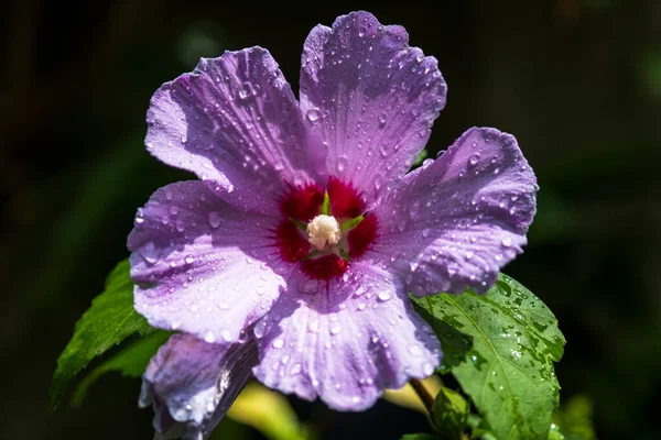 히비스커스 Hibiscus Syriacus 버드나무 속하는 꽃피는 식물의 일종이다 선택적 포커스 — 스톡 사진