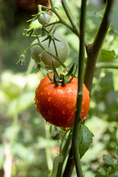 Close-up of green and red ripe tomatoes covered with raindrops. Selected focus on red tomatoes
