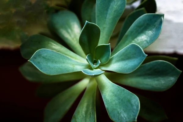 Natuurlijke Groene Bladeren Muur Achtergrond — Stockfoto