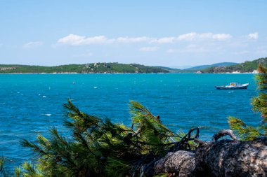 Denizde çam ağacı ve denizde küçük bir balıkçı teknesi. Eşsiz Ege deniz manzarasıyla. Seçici Odak Ağacı.