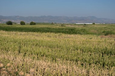 Mısırlar tarlada, mısırlar mavi gökyüzünde büyüdü. Arkaplanda dağlar