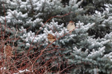 Kışın aç kuşlar. Metin veya yazı için yeri olan arkaplan