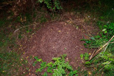 Yoğun bir ormanda şarlatan. Metin veya yazıtlar için kopyalama alanı olan arkaplan.