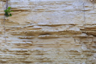 Doğal kireç taşı. Tasarım için boş veya grafik kaynak arkaplanı. Sert desenli yüzey.