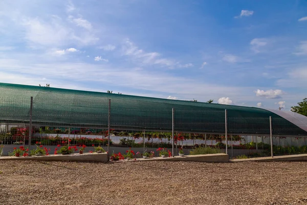 Landbouwkassen Voor Teelt Van Groenten Fruit Groen Bloemenproductie Achtergrond Met — Stockfoto
