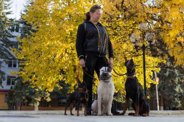Köpekleri dışarıda gezen genç bir kadın. Bulanık arkaplanı olan seçici odaklanma. Sığ alan derinliği.