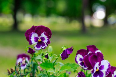 Şehrin kentsel ortamında çiçeklerle birlikte çok güzel bir çiçek tarhı. Seçici odak arkaplanı ve metin veya harf için kopyalama alanı
