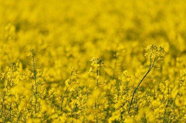 Açan kolza tohumu. Biyodizel ve petrol üretiminin ekonomik önemi. Kopyalama alanı olan tarım arkaplanı