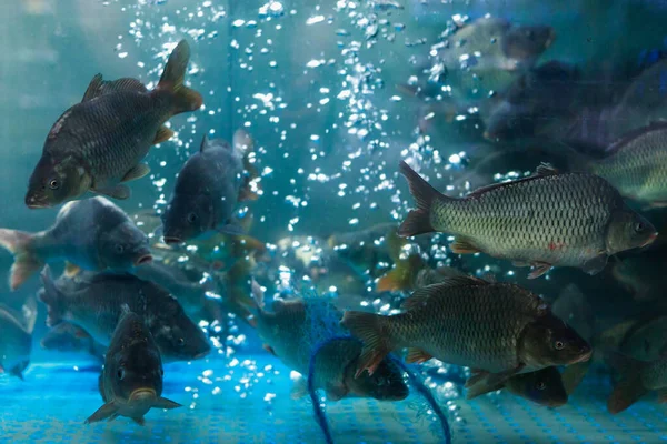 Färsk Levande Fisk Mataffär Akvarium Selektiv Fokus Bakgrund Med Kopieringsutrymme — Stockfoto