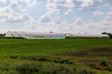 Meyve ve sebze yetiştirmek için tarım seraları. Yeşillik ve çiçek üretimi. Metin veya yazıtlar için kopyalama alanı olan arkaplan.