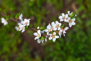 Çiçek açan meyve ağaçları. İyi bir şehir çevresi için bahçe ve peyzaj tasarımı. Seçici odak arkaplanı ve metin veya harf için kopyalama alanı