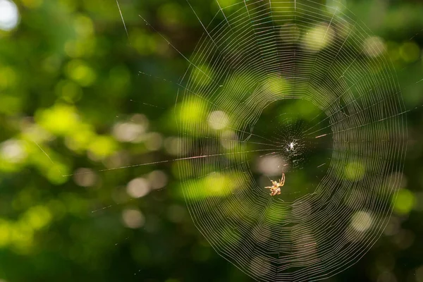 Pavouk Pavučině Lese Pozadí Prostorem Pro Kopírování Textu Nebo Písma — Stock fotografie