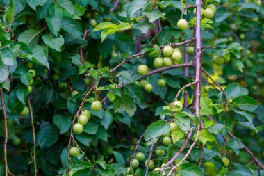 Ağacın dallarında kiraz eriği. Seçici odaklanma. Metin veya yazıtlar için kopyalama alanı olan arkaplan.