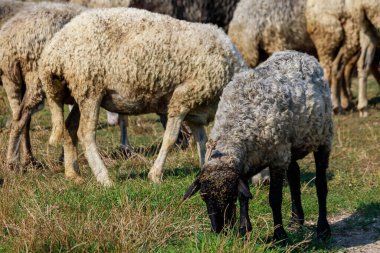 Vadideki otlakta bir koyun. Metin veya yazıtlar için kopyalama alanı olan bir arkaplan. Seçici odak