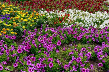 Şehrin kentsel ortamında çiçeklerle birlikte çok güzel bir çiçek tarhı. Seçici odak arkaplanı ve metin veya harf için kopyalama alanı