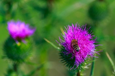 Çiçekteki arı. Metin veya yazıtlar için kopyalama alanı olan bir arkaplan. Seçici odak