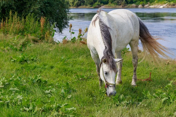 Das Pferd Weidet Auf Der Weide Hintergrund Mit Kopierraum Für — Stockfoto
