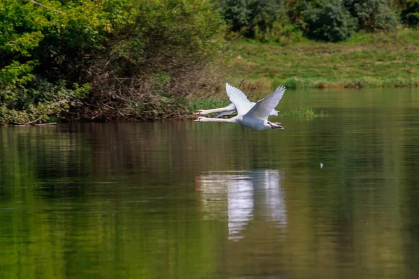 Cisnes Natureza Fundo Com Espaço Cópia Para Texto Inscrições Foco — Fotografia de Stock