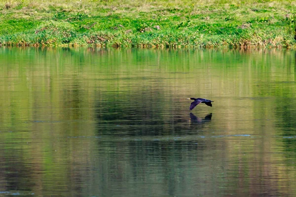 Wild Bird Prey Flight River Motion Blur Background Copy Space — Stock Photo, Image