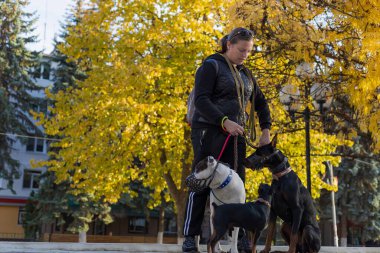 Köpekleri dışarıda gezen genç bir kadın. Bulanık arkaplanı olan seçici odaklanma. Sığ alan derinliği.
