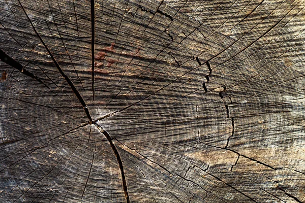 Die Raue Oberfläche Eines Alten Holzes Das Auf Einem Baumstumpf — Stockfoto