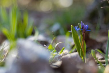 Doğadaki ilk yaban çiçekleri. Seçici odak arkaplanı