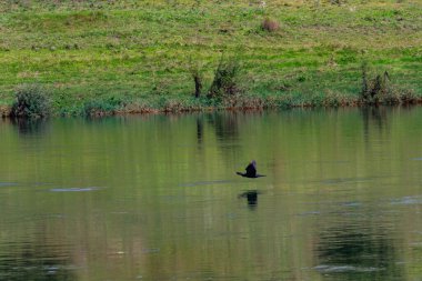 Vahşi yırtıcı kuş nehrin üzerinde uçuyor. Hareket bulanıklığı. Metin veya yazıtlar için kopyalama alanı olan bir arkaplan. Seçici odak