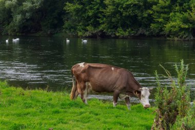 İnekler, otlaktaki sığırlar. Metin veya yazıtlar için kopyalama alanı olan bir arkaplan. Seçici odak