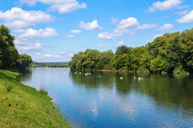 Vahşi doğadaki kuğular. Metin veya yazıtlar için kopyalama alanı olan bir arkaplan. Seçici odak