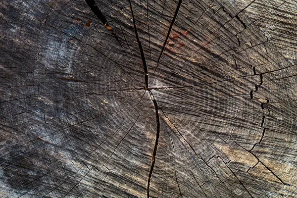 Die Raue Oberfläche Eines Alten Holzes Das Auf Einem Baumstumpf — Stockfoto