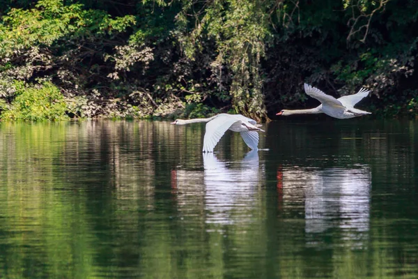 Cisnes Naturaleza Fondo Con Espacio Copia Para Texto Inscripciones Enfoque — Foto de Stock