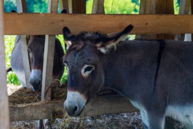 Eşekler ağılda ya da kuşhanede yemek yer. Metin veya yazıtlar için kopyalama alanı olan bir arkaplan. Seçici odak