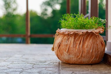 Saksıda çiçekler. İyi bir şehir çevresi için bahçe ve peyzaj tasarımı. Seçici odak arkaplanı ve metin veya harf için kopyalama alanı