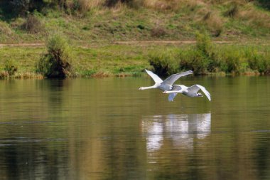 Vahşi doğadaki kuğular. Metin veya yazıtlar için kopyalama alanı olan bir arkaplan. Seçici odak