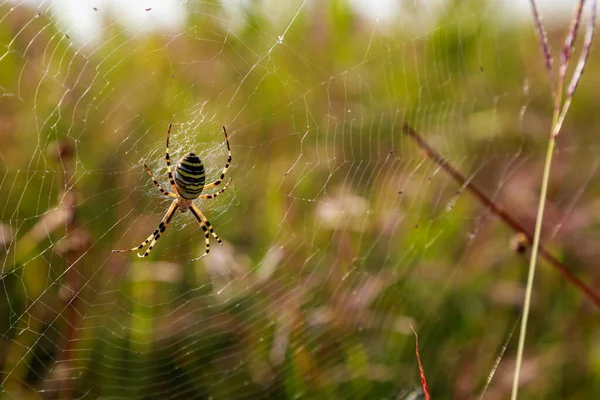 Aranha Teia Fundo Com Espaço Cópia Para Texto Inscrições Foco — Fotografia de Stock