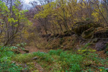 Sonbahar ormanının çok güzel vahşi doğası. Metin veya yazıtlar için kopyalama alanı olan arkaplan.