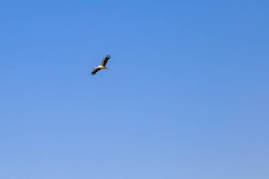 Leylek gökyüzünde uçuyor. Metin veya yazıtlar için kopyalama alanı olan arkaplan.