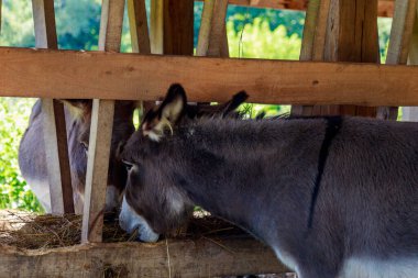 Eşekler ağılda ya da kuşhanede yemek yer. Metin veya yazıtlar için kopyalama alanı olan bir arkaplan. Seçici odak